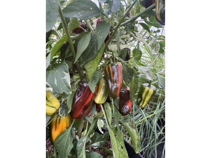 Bryan's Blood Large Rainbow plody