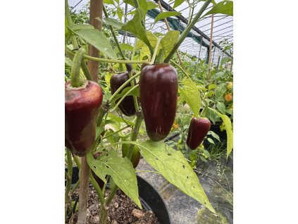 Jalapeño Brown - semínka chilli (10 ks)