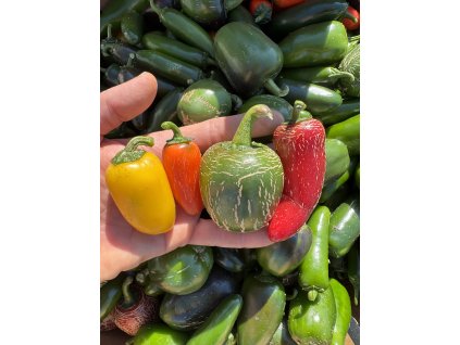 Jalapeño  NuMex Lemon Spice - semínka chilli (10 ks)