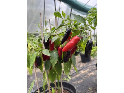 Czech Black chilli pepper