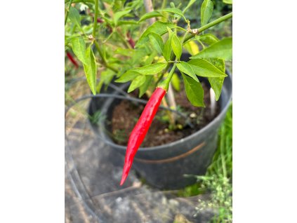 Rawit Afrinacn bird´s eye