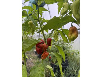 Bhut Caramel  - semínka chilli (10 ks)