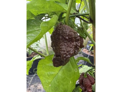 7-Pot Apocalypse Choco pod