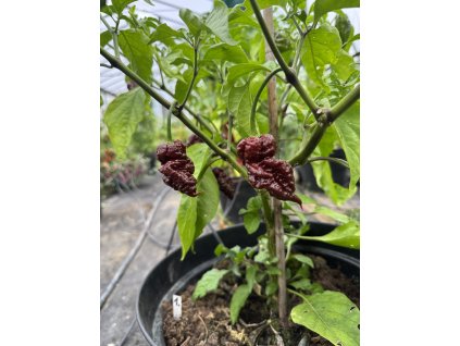 Amnesia Choco chilli pepper