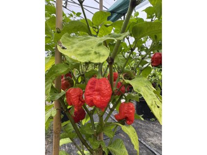 Saját - chilli paprička