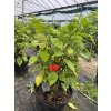 Carolina Reaper rosltina chilli