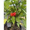 Carolina Reaper - sazenice