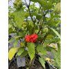 Carolina Reaper - sazenice