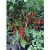 Naga Bhut Jolokie - sazenice