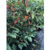Naga Bhut Jolokie - sazenice