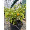 Habanero - sazenice