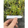 Aji Guyana – chilli semínka (10 ks)