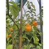 Aji Fantasy Orange – chilli semínka (10 ks)