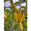 Aji Lemon drop
