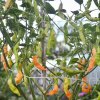 chilli paprička Aji Melocoton - rostlina