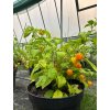 West Indian Yellow Habanero plody