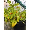 West Indian Yellow Habanero rostlina s plody
