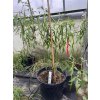 Cabai Chilli Tree - chilli semínka (10 ks)