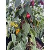 Bryan's Blood Large Rainbow chilli papričky