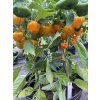Scotch Bonnet yellow - chilli semínka (10 ks)
