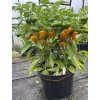 Scotch Bonnet yellow - chilli semínka (10 ks)