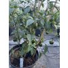 Jalapeño Dieghito - semínka chilli (10 ks)