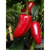 Jalapeno Maylon červená chilli paprička