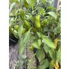 Jalapeño  NuMex Lemon Spice - semínka chilli (10 ks)