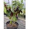 Czechoslovakian Black chilli paprička