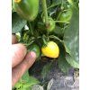 Korál yellow – chilli semínka (10 ks)