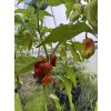Bhut Caramel  - semínka chilli (10 ks)