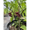 Amnesia Choco chilli pepper
