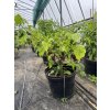 Amnesia Choco rosltina chilli papričky