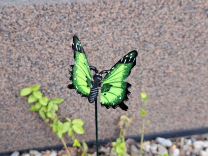 motyl zapich