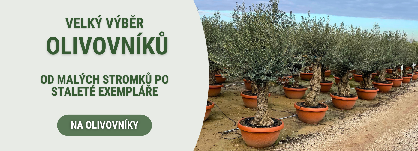 olivovníky