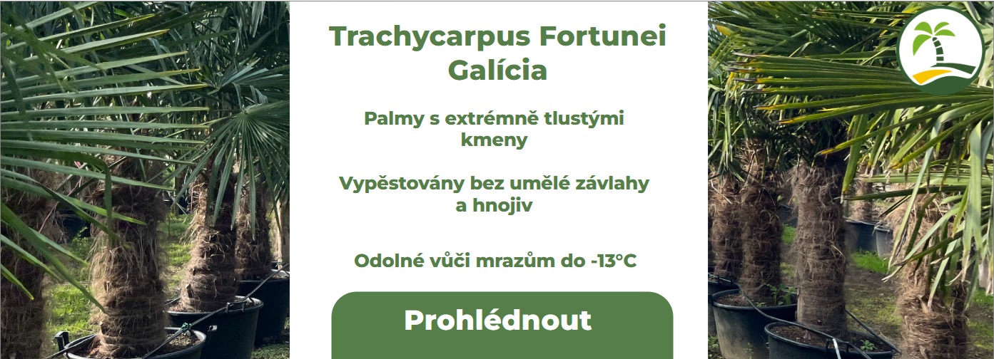 Trachycarpus fortueni Galicia