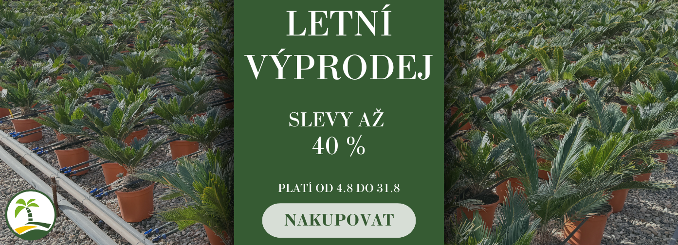 leto 2025