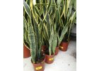 Sansevieria