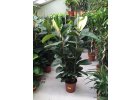 Ficus elastica