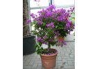 Bougainvilliea