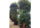 Schefflera