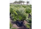 Chamaerops humilis vulcano -10°C