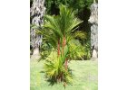 Ostatní palmy