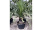 Macrozamia