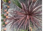 Cordyline Australis