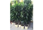  Dracaena Janet craig