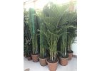 Areca lutescens