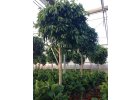 Ficus Amstel King