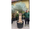 Yucca rostrata -20°C