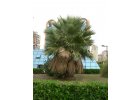 Washingtonia robusta